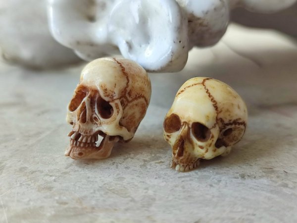 他髑髏と比較（左側です）