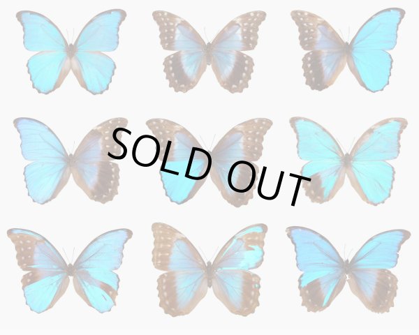 画像12: 【1900年代初期】【モルフォ蝶シルバージュエリー】【ヴィクトリアの滝】イギリス・アンティーク＆ヴィンテージ品 (12)