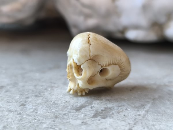 画像6: 【店主コレクション放出品11】【下顎無髑髏】【数珠用3m横穴】牙製 髑髏作家服部・髑髏根付・提げ物・彫刻・その他髑髏作品 (6)