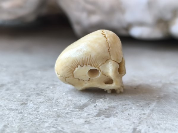 画像7: 【店主コレクション放出品11】【下顎無髑髏】【数珠用3m横穴】牙製 髑髏作家服部・髑髏根付・提げ物・彫刻・その他髑髏作品 (7)