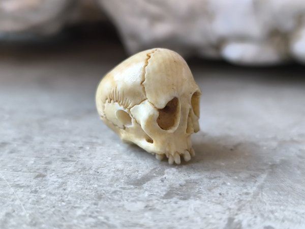 画像8: 【店主コレクション放出品11】【下顎無髑髏】【数珠用3m横穴】牙製 髑髏作家服部・髑髏根付・提げ物・彫刻・その他髑髏作品 (8)