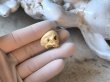 画像15: 【店主コレクション放出品11】【下顎無髑髏】【数珠用3m横穴】牙製 髑髏作家服部・髑髏根付・提げ物・彫刻・その他髑髏作品 (15)